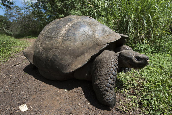 Island Santa Cruz, Galapagos, Ecuador. Galapagos' tortoise
