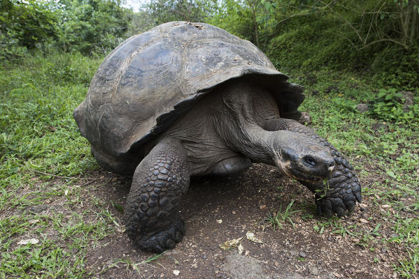 Island Santa Cruz, Galapagos, Ecuador. Galapagos' tortoise
