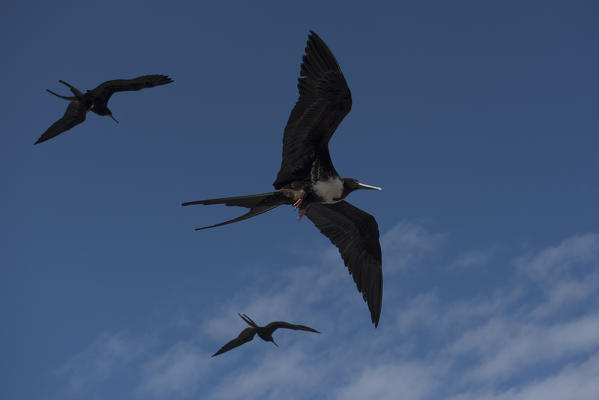 Island Santa Cruz, Galapagos, Ecuador. Frigatebird female
