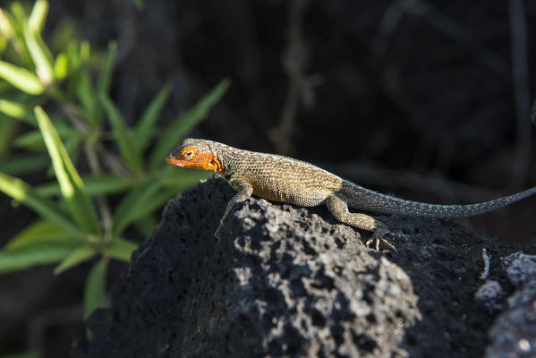 Island Santa Cruz, Galapagos, Ecuador. Lava lizard
