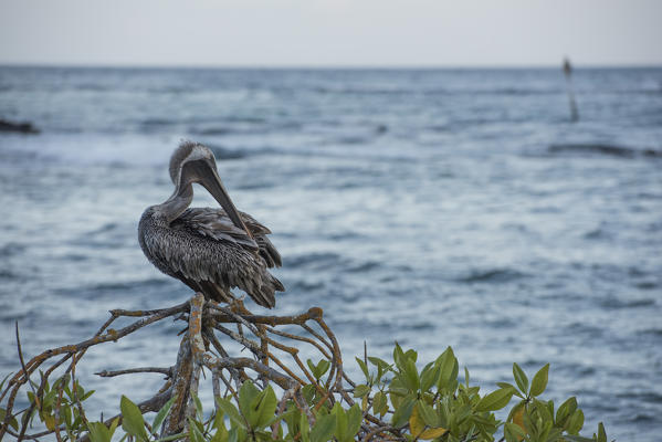 Island Santa Cruz, Galapagos, Ecuador. Pelican
