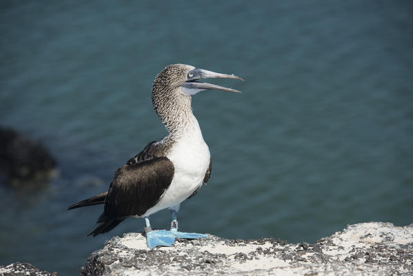 Island Santa Cruz, Galapagos, Ecuador. Blue-Footed Booby

