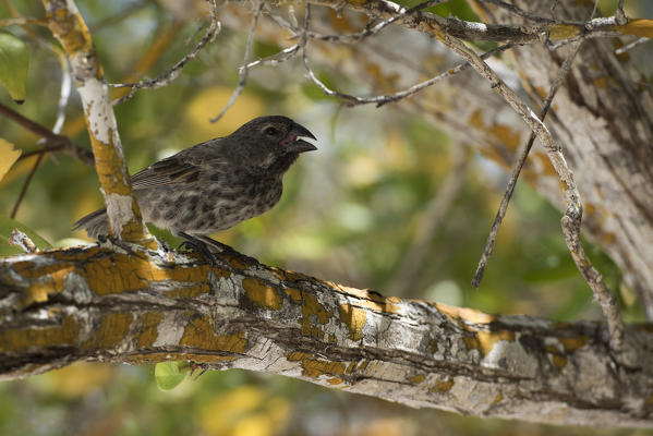 Island Santa Cruz, Galapagos, Ecuador. Darwin's Finch
