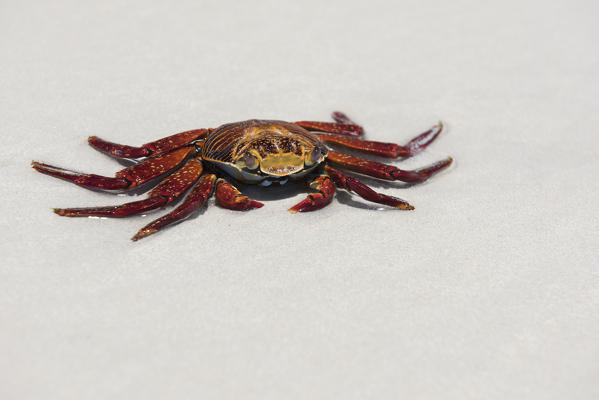 Island Santa Cruz, Galapagos, Ecuador. Sally Lightfoot crab on the sand
