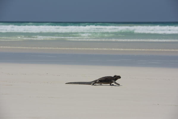 Island Santa Cruz, Galapagos, Ecuador. Marine iguana on the beach

