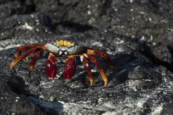 Island Santa Cruz, Galapagos, Ecuador. Sally Lightfoot crab on the rock
