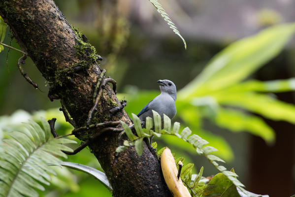 Mindo, Pichincha Province, San Miguel de Los Bancos, Ecuador. Blue-gray Tanager into the forest.
