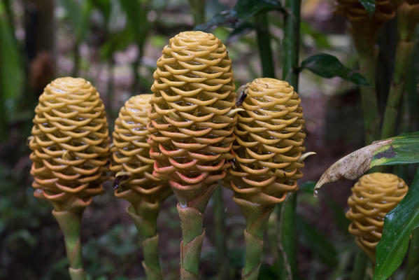 Mindo, Pichincha Province, San Miguel de Los Bancos, Ecuador. Ginger.
