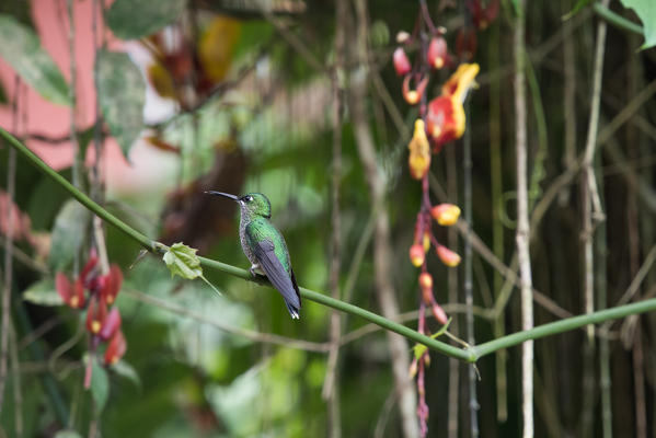 Mindo, Pichincha Province, San Miguel de Los Bancos, Ecuador. White-necked jacobin Hummingbird. Female
