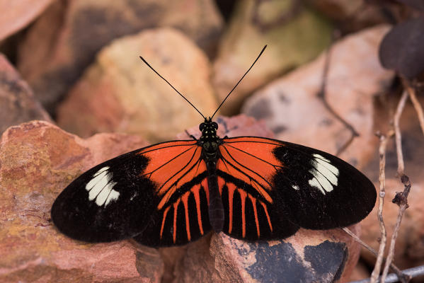 Mindo, Pichincha Province, San Miguel de Los Bancos, Ecuador. Postman Butterfly.

