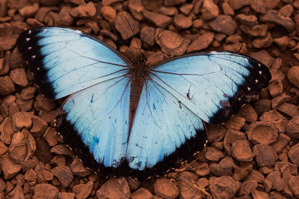 Mindo, Pichincha Province, San Miguel de Los Bancos, Ecuador. Common morpho Butterfly.
