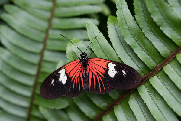 Mindo, Pichincha Province, San Miguel de Los Bancos, Ecuador. Postman Butterfly.
