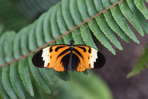 Mindo, Pichincha Province, San Miguel de Los Bancos, Ecuador. Numata longwing Butterfly.