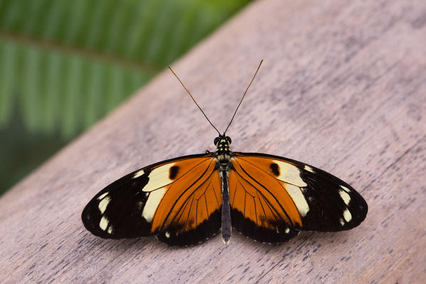 Mindo, Pichincha Province, San Miguel de Los Bancos, Ecuador. Numata longwing Butterfly.