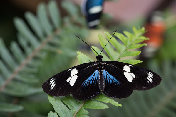 Mindo, Pichincha Province, San Miguel de Los Bancos, Ecuador. Doris longwing Butterfly.
