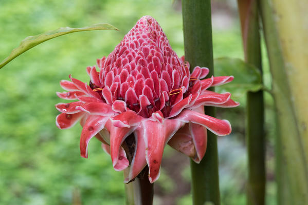 Mindo, Pichincha Province, San Miguel de Los Bancos, Ecuador. Torch-ginger.
