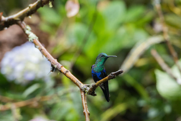 Mindo, Pichincha Province, San Miguel de Los Bancos, Ecuador. Crowned Woodnymph male.
