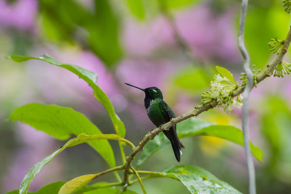 Mindo, Pichincha Province, San Miguel de Los Bancos, Ecuador.Rufous-vented Whitetip Hummingbird.
