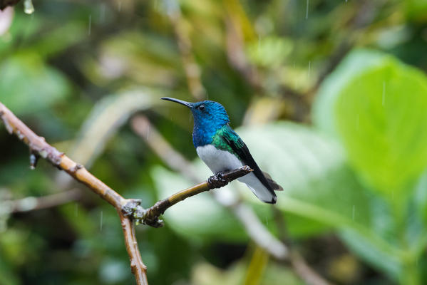 Mindo, Pichincha Province, San Miguel de Los Bancos, Ecuador. White-necked jacobin Hummingbird. Male
