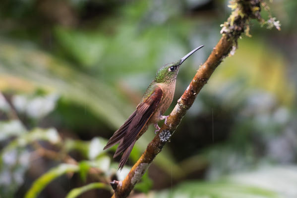 Mindo, Pichincha Province, San Miguel de Los Bancos, Ecuador. Fawn-breasted Brilliant Hummingbird.
