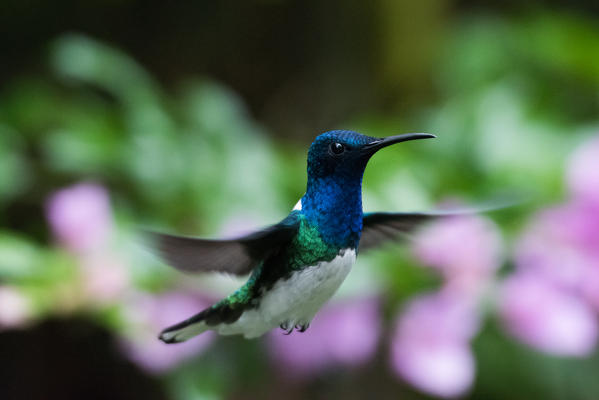 Mindo, Pichincha Province, San Miguel de Los Bancos, Ecuador. White-necked jacobin Hummingbird. Male
