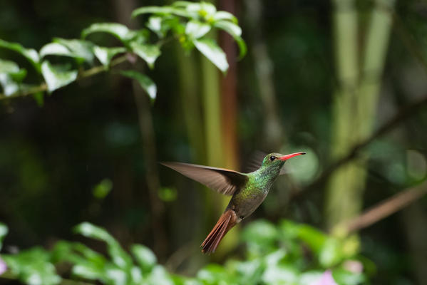 Mindo, Pichincha Province, San Miguel de Los Bancos, Ecuador. Rufous-tailed Hummingbird.
