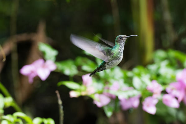 Mindo, Pichincha Province, San Miguel de Los Bancos, Ecuador. White-necked jacobin Hummingbird. Female
