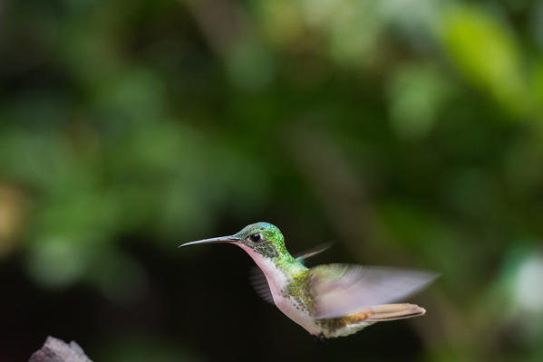 Mindo, Pichincha Province, San Miguel de Los Bancos, Ecuador. Andean emerald Hummingbird.