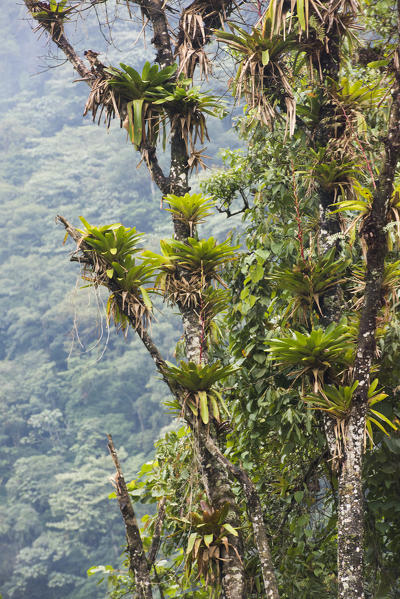 Banos de Agua Santa, Canton Banos, Tungurahua Province, Ecuador. Bromeliads on rainforest.
