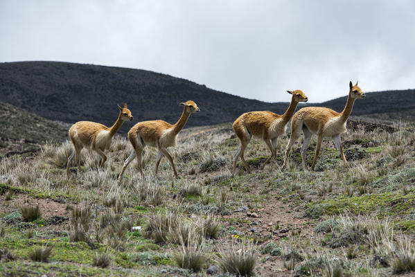 Chimborazo, Canton Riobamba, Chimborazo Province, Ecuador. Vicunas
