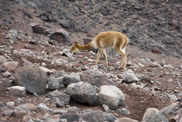 Chimborazo, Canton Riobamba, Chimborazo Province, Ecuador. Vicuna on the Chimborazo volcano.
