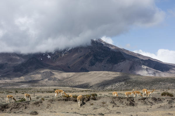 Chimborazo, Canton Riobamba, Chimborazo Province, Ecuador. Vicunas at the foot of the volcano Chimborazo

