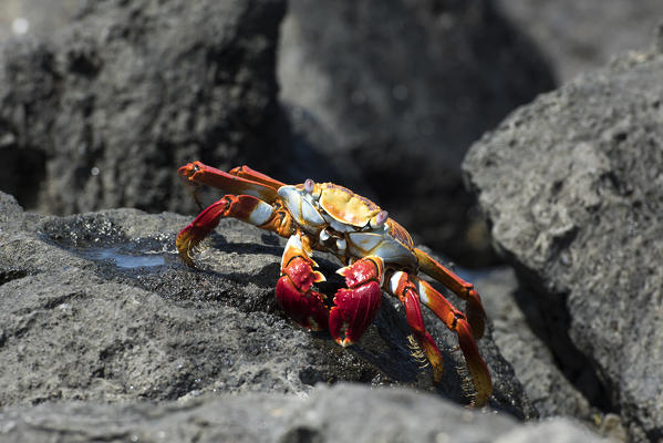 Island Floreana, Galapagos, Ecuador. Sally Lightfoot crab on the rock
