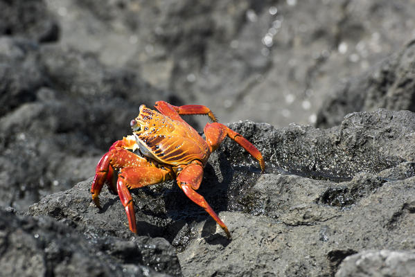 Island Floreana, Galapagos, Ecuador. Sally Lightfoot crab on the rock
