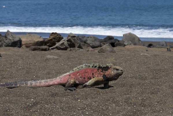 Island Floreana, Galapagos, Ecuador. Marine iguana
