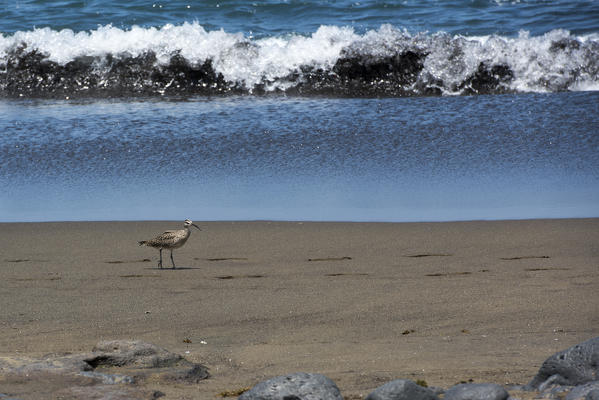 Island Floreana, Galapagos, Ecuador. Whimbrel on the beach
