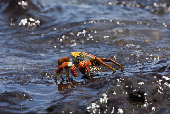 Island Floreana, Galapagos, Ecuador. Sally Lightfoot crab on the rock
