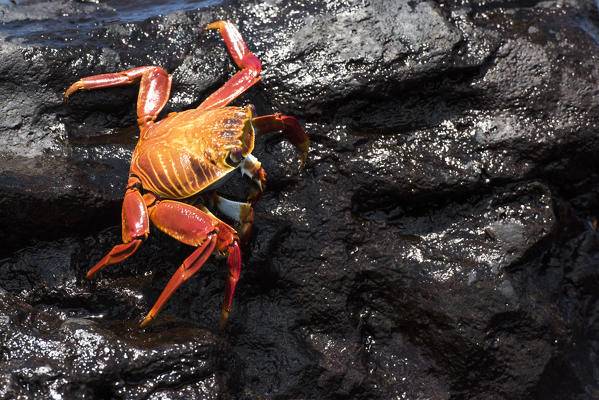 Island Floreana, Galapagos, Ecuador. Sally Lightfoot crab on the rock
