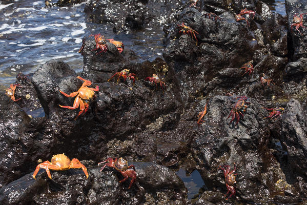 Island Floreana, Galapagos, Ecuador. Sally Lightfoot crabs on the rocks
