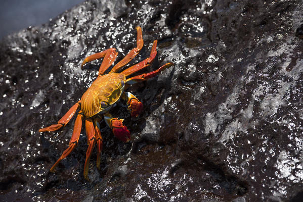 Island Floreana, Galapagos, Ecuador. Sally Lightfoot crab on the rock

