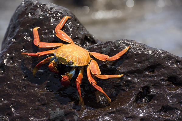 Island Floreana, Galapagos, Ecuador. Sally Lightfoot crab on the rock
