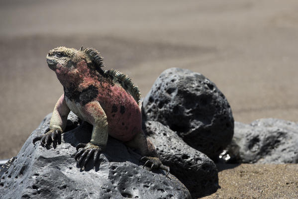 Island Floreana, Galapagos, Ecuador. Marine iguana
