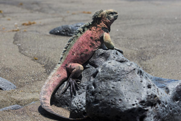 Island Floreana, Galapagos, Ecuador. Marine iguana
