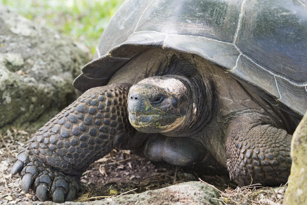 Island Floreana, Galapagos, Ecuador. Galapagos' tortoise
