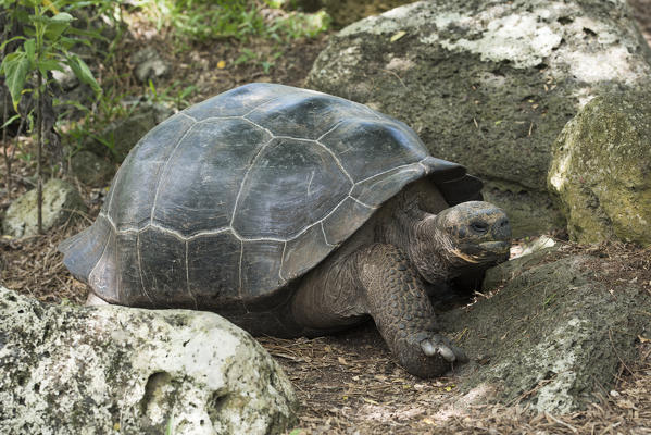 Island Floreana, Galapagos, Ecuador. Galapagos' tortoise
