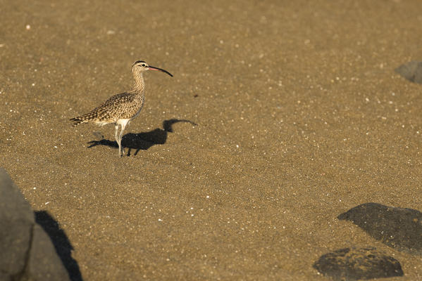 Island Floreana, Galapagos, Ecuador. Whimbrel on the beach
