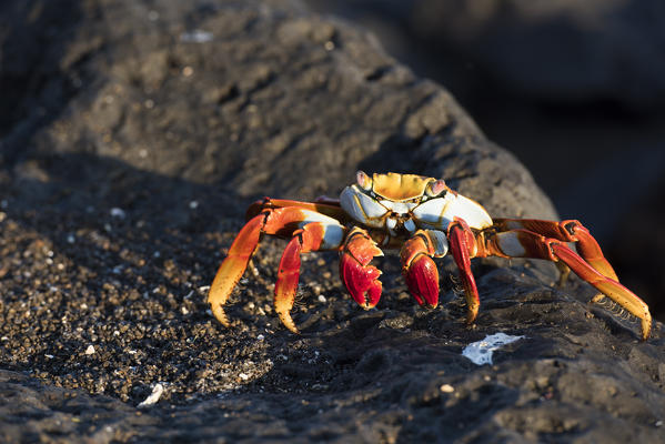 Island Floreana, Galapagos, Ecuador. Sally Lightfoot crab on the rock
