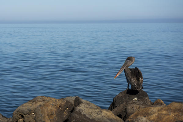 Island Floreana, Galapagos, Ecuador. Pelican on the rocks
