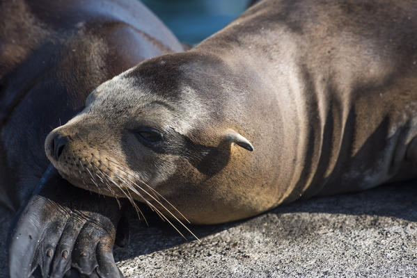 Island Floreana, Galapagos, Ecuador. Sea lion on the rock
