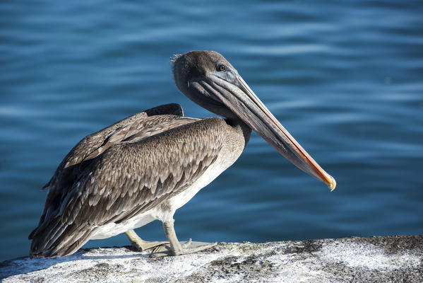Island Floreana, Galapagos, Ecuador. Pelican on the rock
